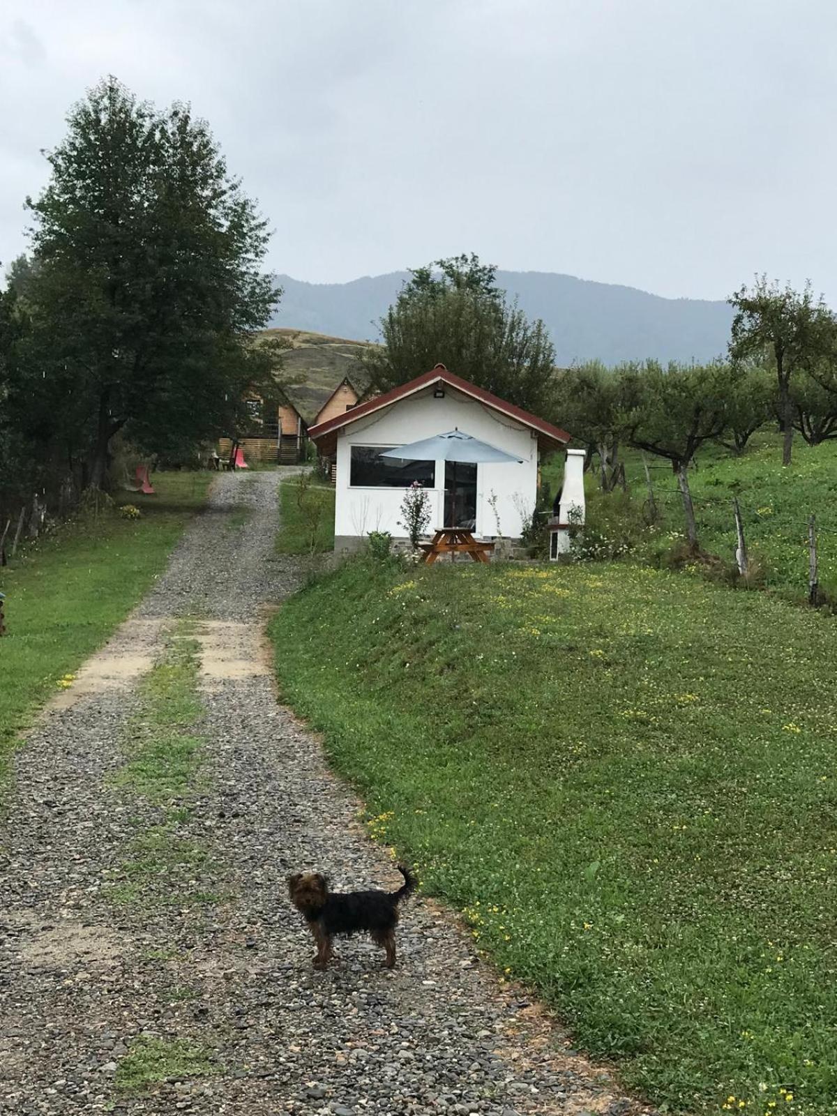 Cabanele Lu' Dinu Curtea De Arges Bagian luar foto